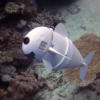 robot sous marin exploration a controle acoustique biomimetisme sofi soft robotic fish mit