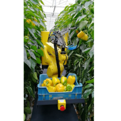 robot agriculture universite de wageningen de research greenhouse horticulture sweeper recoleteur de poivrons 2